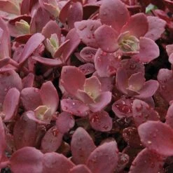 Sunsparkler® 'Firecracker' Stonecrop -Perennials Store sedum sunsparkler firecracker 1 sw