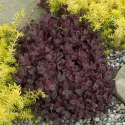 Sunsparkler® 'Firecracker' Stonecrop -Perennials Store sedum sunsparkler firecracker 2 sw
