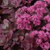 Sunsparkler® 'Firecracker' Stonecrop -Perennials Store sedum sunsparkler firecracker 4 sw