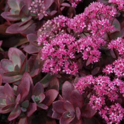 Succulent Ground Cover Collection -Perennials Store sedum sunsparkler firecracker 4 354983d6 59f2 404c ada2 2bc66c5bfa58