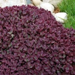 Sunsparkler® 'Firecracker' Stonecrop -Perennials Store sedum sunsparkler firecracker 5 sw