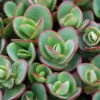 Sunsparkler® 'Lime Zinger' Stonecrop 2 Sunsparkler® 'Lime Zinger' Stonecrop -Perennials Store sedum sunsparkler lime zinger 1