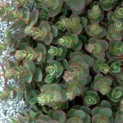 Sunsparkler® 'Lime Zinger' Stonecrop -Perennials Store sedum sunsparkler lime zinger 3 sw
