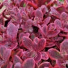 Sunsparkler® 'Wildfire' Stonecrop -Perennials Store sedum sunsparkler wildfire 1