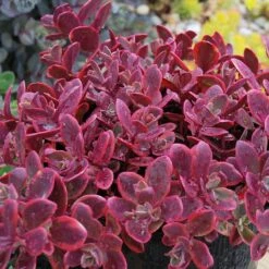 Sunsparkler® 'Wildfire' Stonecrop -Perennials Store sedum sunsparkler wildfire 4