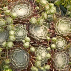 Hens & Chicks Collection -Perennials Store sempervivum arachnoideum cobweb 2