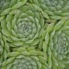 Chick Charms® Sugar Shimmer™ Hens & Chicks -Perennials Store sempervivum chick charms sugar shimmer 1 sw