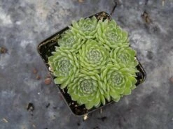 Chick Charms® Sugar Shimmer™ Hens & Chicks -Perennials Store sempervivum chick charms sugar shimmer 3 sw