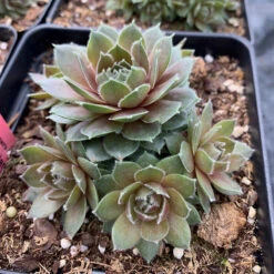 Hens & Chicks Collection -Perennials Store sempervivum commander hay 1