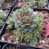 'Commander Hay' Hens & Chicks -Perennials Store sempervivum commander hay 2 P sw