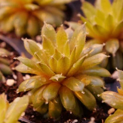 'Jade Rose' Hens & Chicks -Perennials Store sempervivum jade rose 2