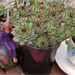 Hens & Chicks Collection -Perennials Store sempervivum mrs giuseppi 1