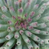 'Oddity' Hens & Chicks -Perennials Store sempervivum oddity 1