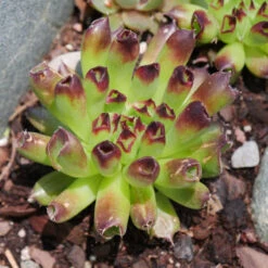 'Oddity' Hens & Chicks -Perennials Store sempervivum oddity 4
