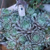 'Pacific Blue Ice' Hens & Chicks -Perennials Store sempervivum pacific blue ice 1