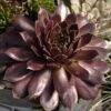 'Pacific Devil's Food' Hens & Chicks -Perennials Store sempervivum pacific devils food hen and chick 1