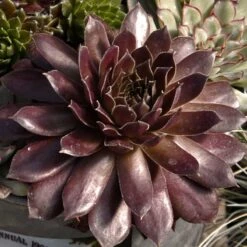 Hens & Chicks Collection -Perennials Store sempervivum pacific devils food hen and chick 1 2917c118 120c 48cb 8fb1 4b8e7261f822