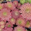 'Peggy' Hens & Chicks -Perennials Store sempervivum peggy 1 P