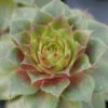 'Red Rubin' Hens & Chicks 2 'Red Rubin' Hens & Chicks -Perennials Store sempervivum red rubin 1