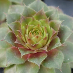Hens & Chicks Collection -Perennials Store sempervivum red rubin 1 ff28a4c0 33e6 40f2 bf64 eaa93507f37b