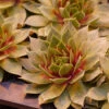 'Silver King' Hens & Chicks -Perennials Store sempervivum silver king 2 P