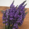 Sensational!® Lavender -Perennials Store sensational lavender