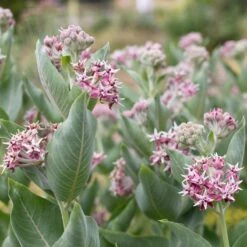 Showy Milkweed