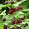 Simply Scentsational® Sweetshrub -Perennials Store simply scentastional calycanthus sweetshrub 2