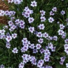 'Lucerne' Blue-Eyed Grass 2 'Lucerne' Blue-Eyed Grass -Perennials Store sisyrinchium lucerne 2