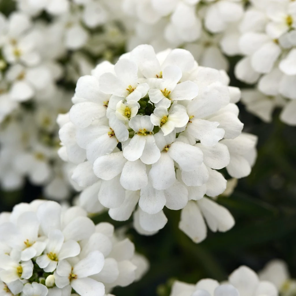 Snowsation™ Evergreen Candytuft (Iberis) 4 Snowsation™ Evergreen Candytuft (Iberis) - Image 2