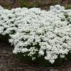 Snowsation™ Evergreen Candytuft (Iberis) -Perennials Store snowsation iberis 02