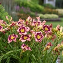 Rainbow Rhythm® 'Sound Of My Heart' Daylily -Perennials Store sound of my heart daylily 1
