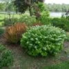 Glow Girl® Birchleaf Spirea -Perennials Store spiraea betulifolia glow girl 1 sw