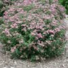 Double Play® Artisan® Spirea -Perennials Store spiraea double play artisan 1 sw