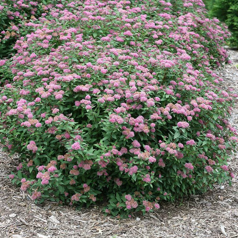 Double Play® Artisan® Spirea 3 Double Play® Artisan® Spirea