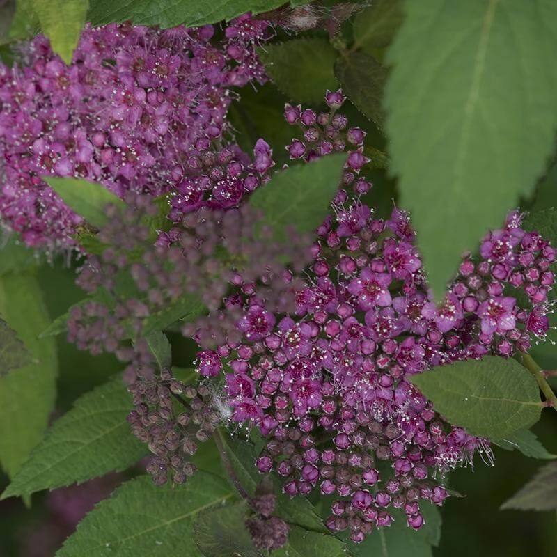 Double Play® Artisan® Spirea 4 Double Play® Artisan® Spirea - Image 2