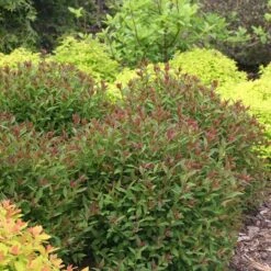Double Play® Artisan® Spirea 8 Double Play® Artisan® Spirea -Perennials Store spiraea double play artisan 3 sw