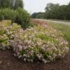Double Play Big Bang® Spirea -Perennials Store spiraea double play big bang 1 sw