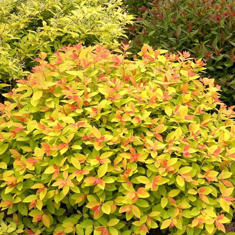 Double Play Big Bang® Spirea 4 Double Play Big Bang® Spirea - Image 2