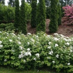 Double Play® Blue Kazoo® Spirea -Perennials Store spiraea double play blue kazoo 2 sw