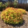 Double Play® Candy Corn® Spirea -Perennials Store spiraea double play candy corn 1 sw