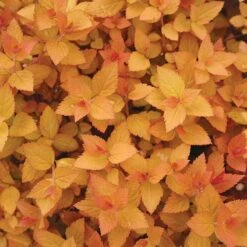 Double Play® Candy Corn® Spirea -Perennials Store spiraea double play candy corn 3 sw