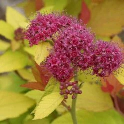 Double Play® Candy Corn® Spirea -Perennials Store spiraea double play candy corn 4 sw