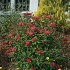 Double Play Doozie® Reblooming Spirea -Perennials Store spiraea double play doozie 3 sw