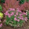 Double Play® Pink Spirea