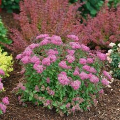 Double Play® Pink Spirea