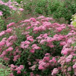Double Play® Pink Spirea -Perennials Store spiraea double play pink 3 sw