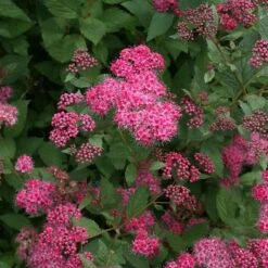 Double Play® Pink Spirea -Perennials Store spiraea double play pink 4 sw
