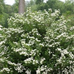 Wedding Cake® Bridal Wreath Spirea -Perennials Store spiraea nipponica wedding cake 3