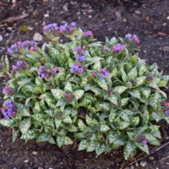 'Spot On' Lungwort -Perennials Store spot on lungwort 3